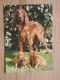 AK1030 - Irish Setter Mit Welpen - Hund - Col. - Foto Hinz - Ungelaufen - Topp Erhalten - Honden