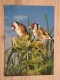 AK1071 - Distelfinken - Chardonnerets - Goldfinches  - Col. - Ungelaufen - Topp Erhalten - Vögel