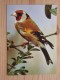 AK1074 - Stieglitz - Distelfink - Carduelis Carduelis - Col. - Ungelaufen - Topp Erhalten - Vögel