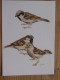 AK1080 - Spatzen - Sperling - Sparrows - Maineaux - Mussen - Col. - Ungelaufen - Topp Erhalten - Vögel