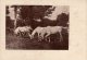 KONJ, HORSE, PFERD, LIPIZZANER ON THE PASTURE, ORIGINAL, NOT REPRODUCTION - Chevaux