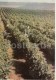 Grape Plantation - 1966 - Moldova USSR - Unused - Moldavie