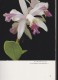 ORCHID SUPERBE LIVRE SUR LES ORCHIDEES LIVRE EN ANGLAIS - Autres & Non Classés