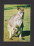 ANIMAUX - ANIMALS -  AUSTRALIAN WALLAROO AND JOEY ONE OF THE KANGAROO FAMILY - BY NU COLOR VUE - Autres & Non Classés