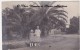 1928 - ARGENTINE - PARQUE DE LA INDEPENDENCIA PARC DE L INDEPENDANCE - CARTE PHOTO - Argentina