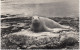 Isle Of Mull : Seal On Rocks - Grasspoint (Inner-Hebrides, Scotland) - ZEEHOND / SEAL / PHOQUE / SEEHUND - - Argyllshire