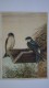 Avaler  - Swallow  Bird - Old USSR Postcard - 1950s  Rare! - Oiseaux