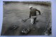 CPA 17 CHARENTE MARITIME. Ostréiculture, Ramassages Des Huitres Dans Les Claires. 1961. - Autres & Non Classés