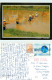 Fishing, Thailand Postcard Posted 2005 Stamp - Thailand