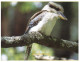 (237) Australia - Bird - Kookaburra - Birds