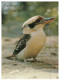 (237) Australia - Bird - Kookaburra In Gosford - Oiseaux