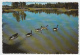 Fredericton New Brunswick - Woolastook Wildlife Park - Canada Geese - Goose Animal Oie - 2 Scans - Fredericton