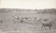 Real Photo - Old Card - Cows In The Field - 2 Scans - Vaches