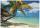 ILE MAURICE/MAURITIUS - FLIC-EN-FLAC / THEMATIC STAMP - TREE - Mauritius