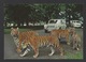 DF / ANIMAUX / SAFARI PARK DE WOBURN EN ANGLETERRE / TIGRES - Tigri