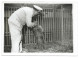 TRÈS RARE - Gardien Du Zoo De Vincennes Donnant Le Biberon à Un Ourson - Début Années 40 - Photo 13x18 Argentique - Autres & Non Classés