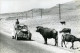 2CV RAID AFRIQUE 1973 Grande Photo - Cars