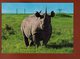 1 Cp Rhinoceros - Rhinocéros