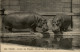 ANIMAUX - 75 - PARIS - Jardin Des Plantes - ZOO - HIPPOPOTAME - Hippopotames