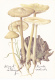 # BV 3202  MUSHROOM,  XELURA RIDICATA, CHAMPIGNON, POST CARD, POSTAL STATIONERY,  GERMANY - Champignons