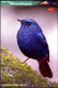 BIRDS-BIRDS OF THE HIMALAYAS-PLUMBEOUS WATER REDSTART-INDIA POST PPC-MNH-BX1-364 - Cuckoos & Turacos
