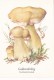 # BV 3210   MUSHROOM,  TYLOPILUS FELLEUS, CHAMPIGNON, POST CARD, POSTAL STATIONERY,  GERMANY - Champignons