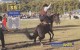 Uruguay TC 045a, Jineteada, Horses, 2 Scans. - Uruguay