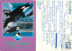 Baby Shamu The Killer Whale, SeaWorld, Florida, United States US Postcard Posted 1993 Stamp - Orlando