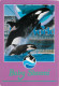 Baby Shamu The Killer Whale, SeaWorld, Florida, United States US Postcard Posted 1993 Stamp - Orlando