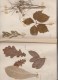 Delcampe - 35 TYPES DE VERITABLES FEUILLES DE PLANTES SECHEES, COLLES LEGEREMENT SUR CAHIER - Autres & Non Classés