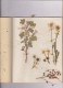 Delcampe - 35 TYPES DE VERITABLES FEUILLES DE PLANTES SECHEES, COLLES LEGEREMENT SUR CAHIER - Andere & Zonder Classificatie