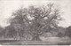 Major Oak - Age 1500 Years - Girth 35 Feet - Base 64 Feet - Sherwood Forest England - Written - 2 Scans - Trees