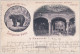 - Entier Postal Allemand Timbré Sur Commande Illustré Ours (bear, Bären), Jardin Zoologique, Restaurant (1898) - Ours