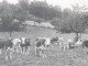 SERAINCOURT (Val-d'Oise) - MEULAN-GAILLONNET - L'Heure De La Traite Aux Prés De La Ferme Jeanne - Animée-12 Juillet 1910 - Seraincourt