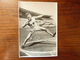 OLYMPIA 1936 - Band 1 - Bild Nr 134 Gruppe 55 - Hans Heinrich Sievert Lancer Du Poids - Sport