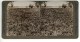 Palestine Plaine De Sharon Rosiers Champ Ancienne Photo Stereo Underwood 1900 - Stereoscopic