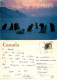 Sled Dogs, Canada Postcard Posted 1992 Stamp - Cartes Modernes