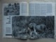 Delcampe - Ancien - Revue La Vie Des Bêtes Et L'ami Des Bêtes - N° 43 Février 1962 - - Animaux