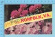 Greetings From   -Norfolk, Multiview  Flowers -  Virginia USA - 2 Scans - Souvenir De...