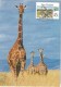 New Zealand - Postal Stationary - Entier And Maximumcard  1994 : Giraffe - Giraffen