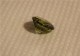 Delcampe - 232 - Zircone Verde - Ct. 11.25 - Zircon