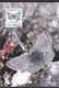 Greenland 3 Maximum Cards Karte 1997 Butterfly Schmetterling Papillon (4 Scans) - Cartes-Maximum (CM)