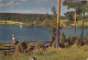 50571- FINISH LANDSCAPE, LAKE - Finlande