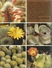 126 CACTUSSEN EN VETPLANTEN IN KLEUR - WIM OUDSHOORN - Reeks GROENBOEKERIJ - Encyclopedia