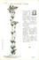 LES PLANTES UTILES Lot De 5 Cp  5 Scans - Blumen