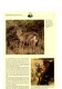 Wildtiere WWF-Set 20 Chile 1066/9 FDC 14€ Chinchilla Wal Hirsch Naturschutz Dokumentation 1984 Wildlife Cover Of America - Briefe U. Dokumente