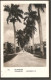 Paramaribo. Palmenlaan. Photo Card. Stamp 2ct Van Krimpen. Censor Austria - Suriname