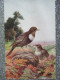 Delcampe - LOT DE 3 BELLES CARTES / SALMON SERIES / COMMON WREN, RING OUSELS & BULLFINCHES - Uccelli