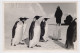 ANTARCTIC Station Mirny Base SAE -15 Pole Used Cancel Photo RUSSIA USSR Penguin - Forschungsstationen