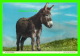 IRELAND - AN IRISH DONKEY - JOHN HIDE ORIGINAL No 2/336 - - Autres & Non Classés